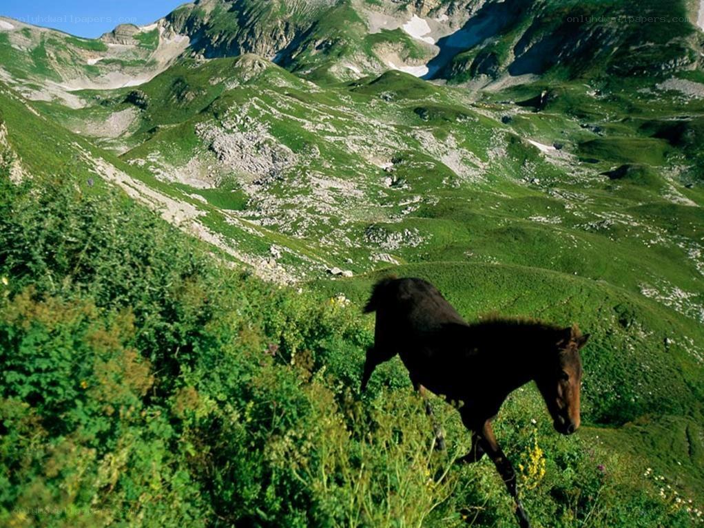 Horse running in mountain valley