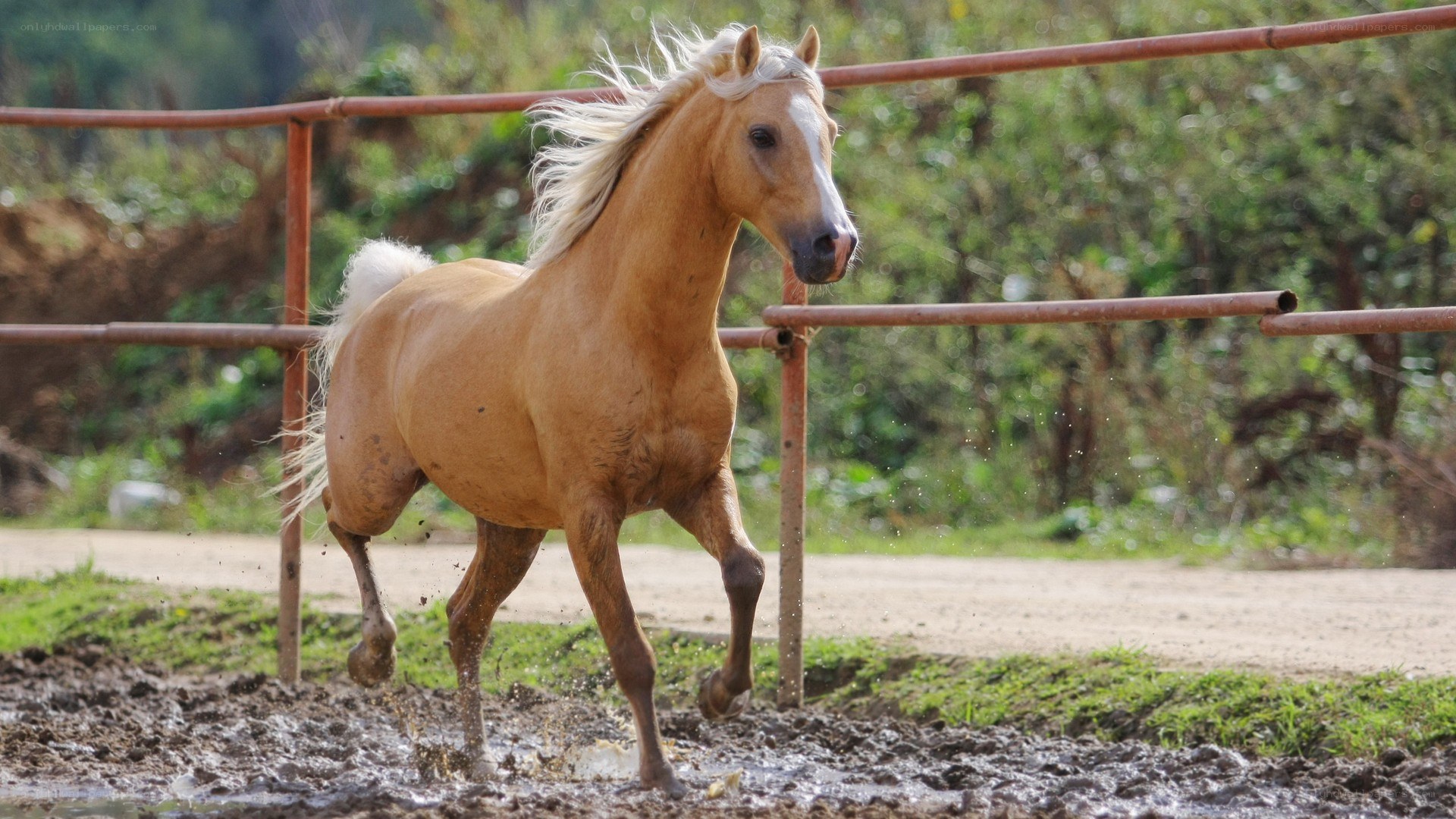 horse running in mud