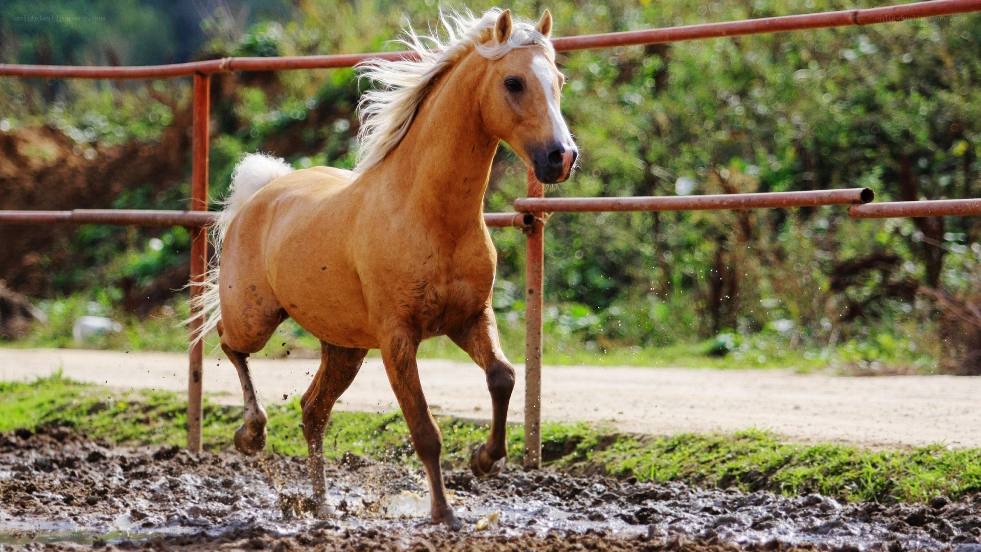 horse running in mud