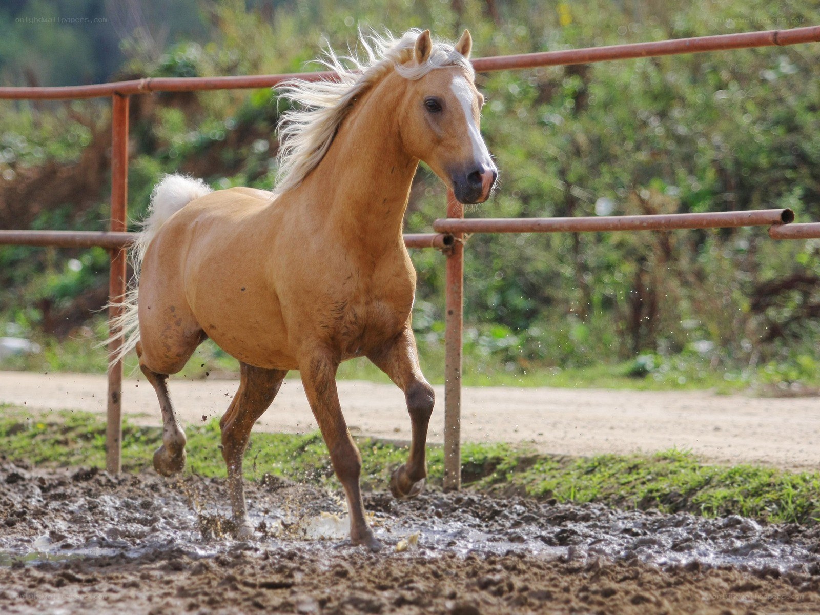 horse running in mud