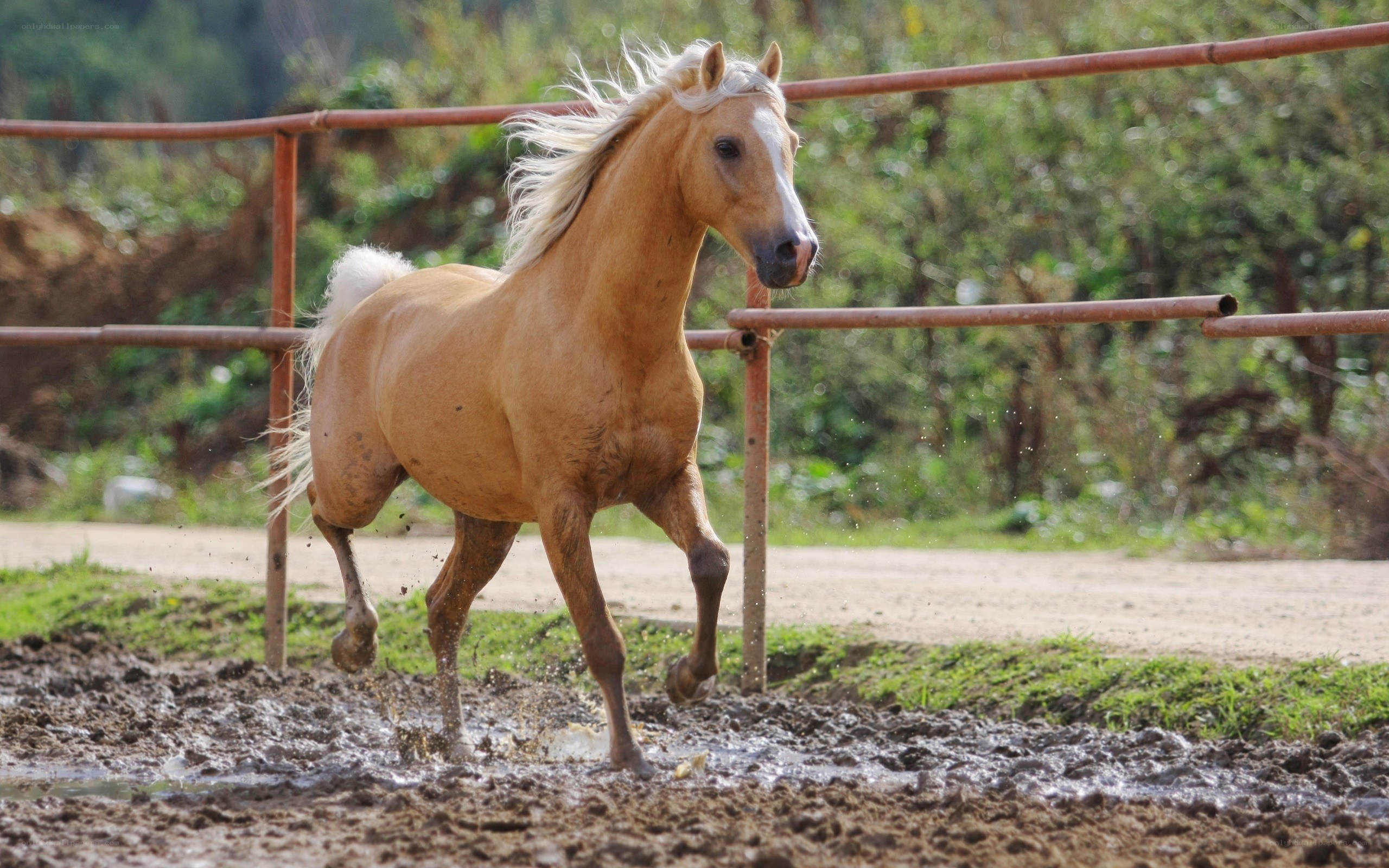 horse running in mud