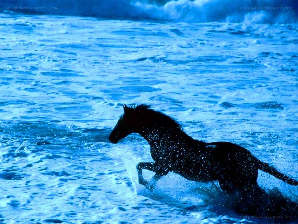 horse running in ocean waves
