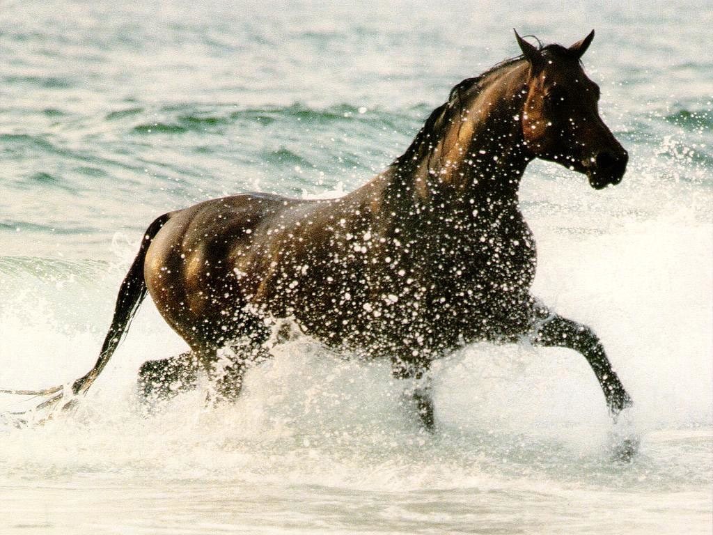 horse running in ocean waves