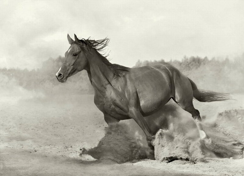 Horse Running in Sand