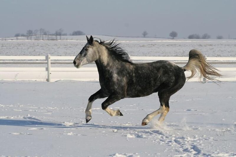 horse running in snow