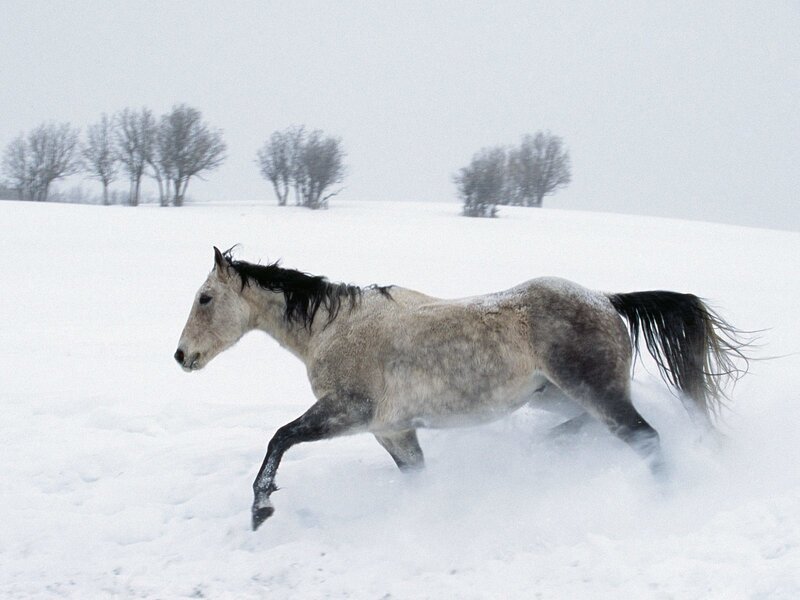 horse running in snow