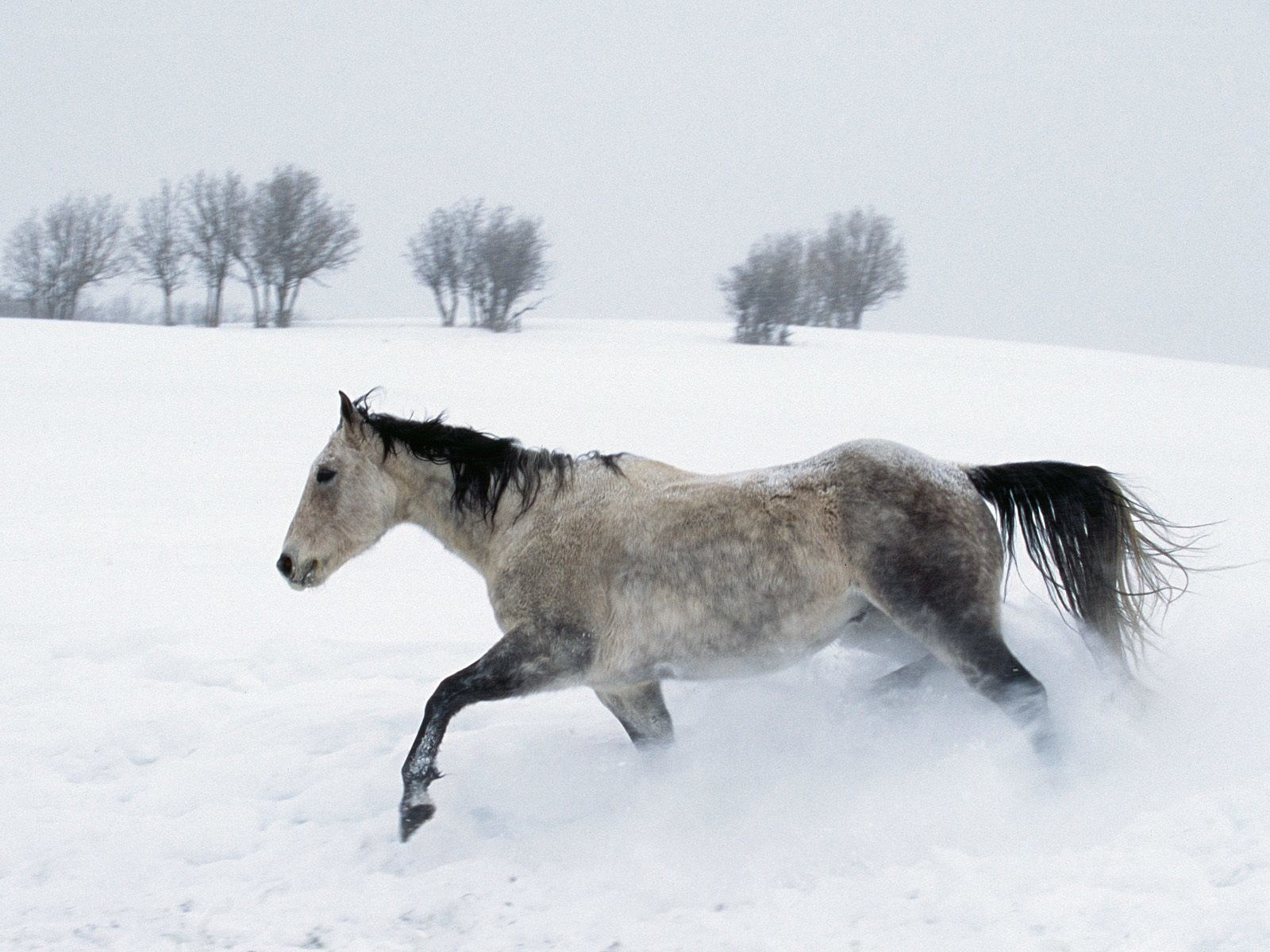 horse running in snow