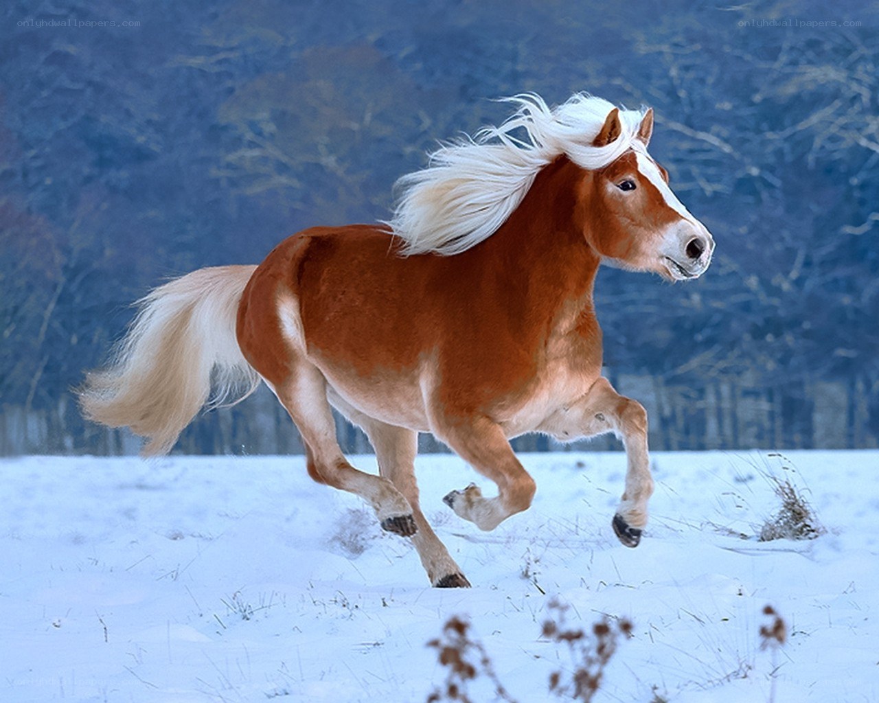horse running in snow
