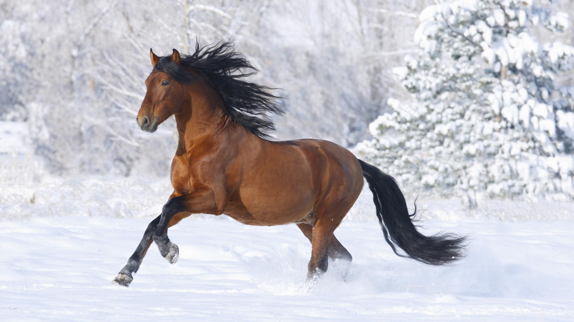 horse running in snow