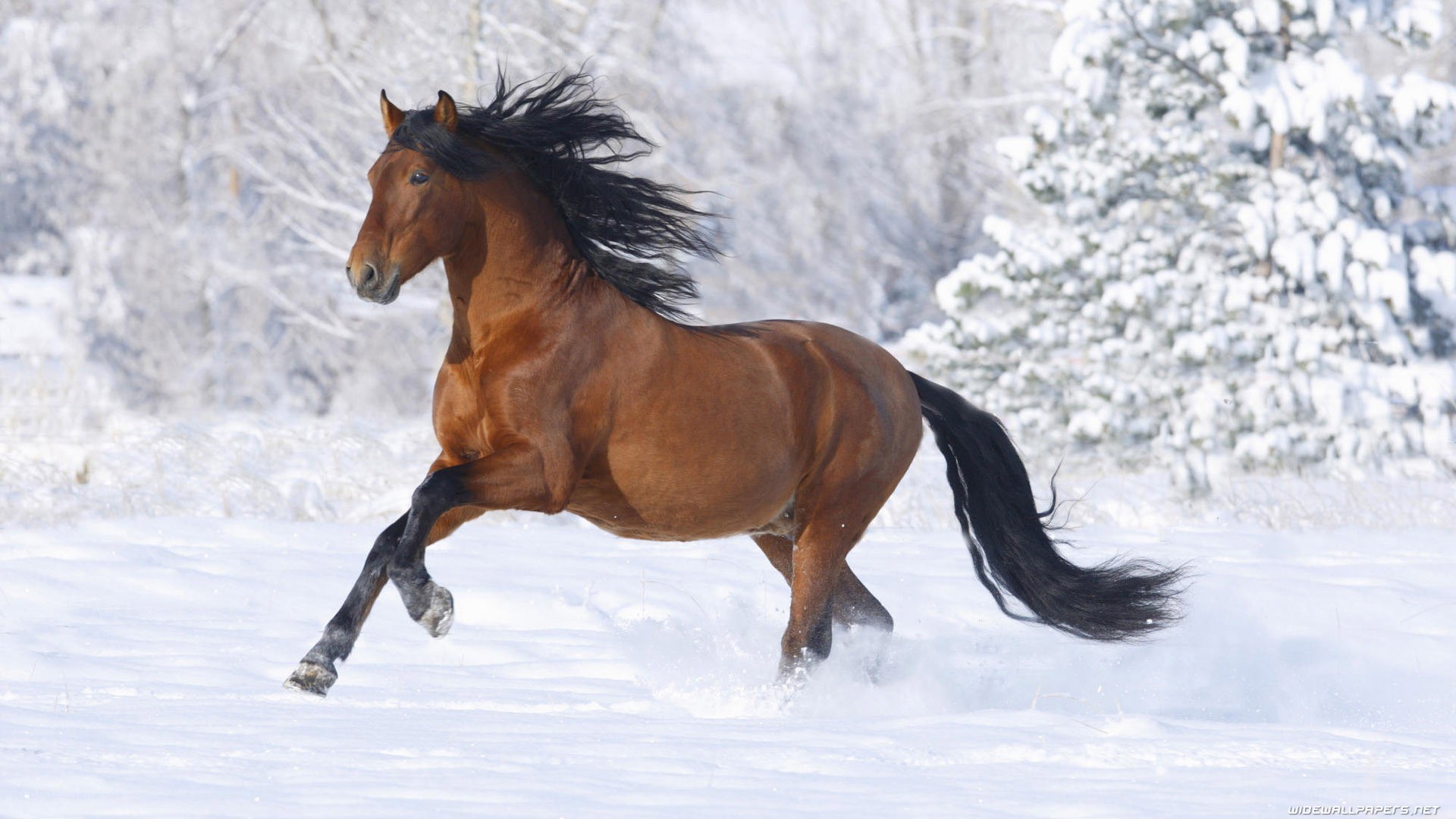 horse running in snow