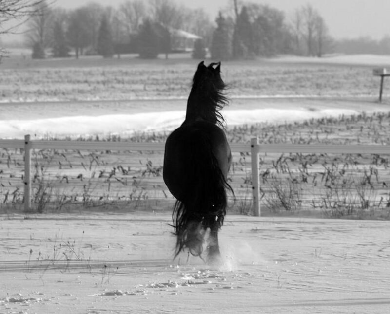 horse running in snow