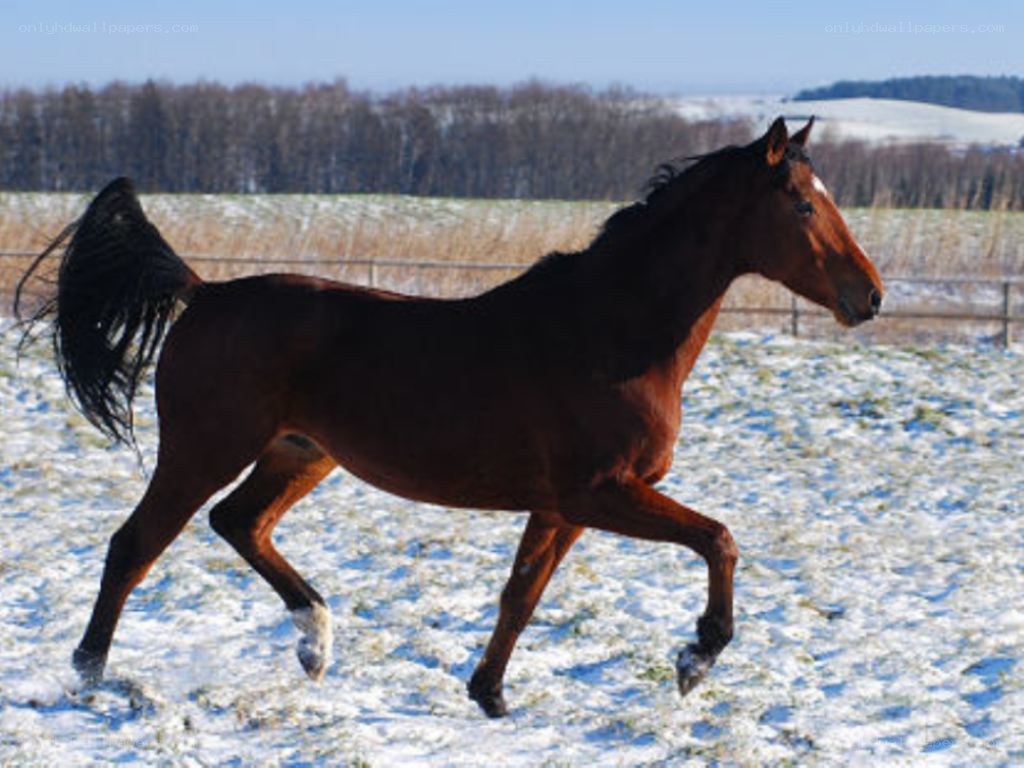 horse running in snow
