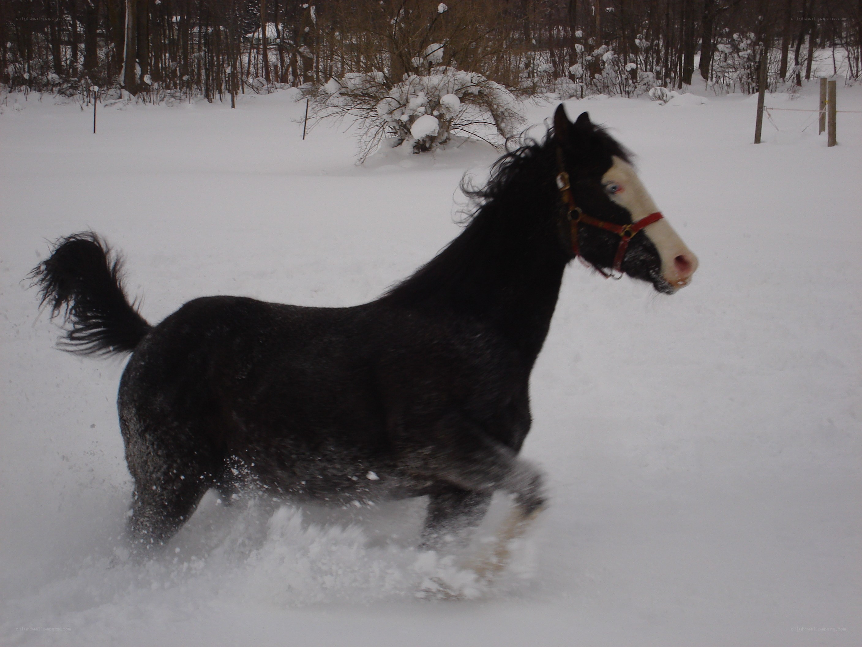 horse running in snow
