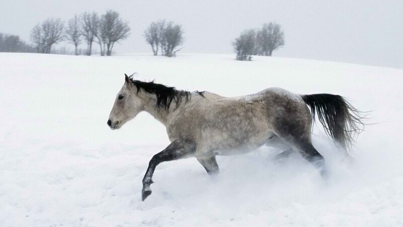 horse running in snowstorm
