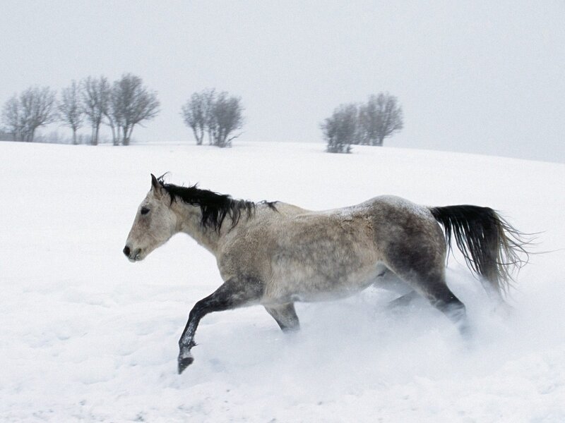 horse running in snowstorm