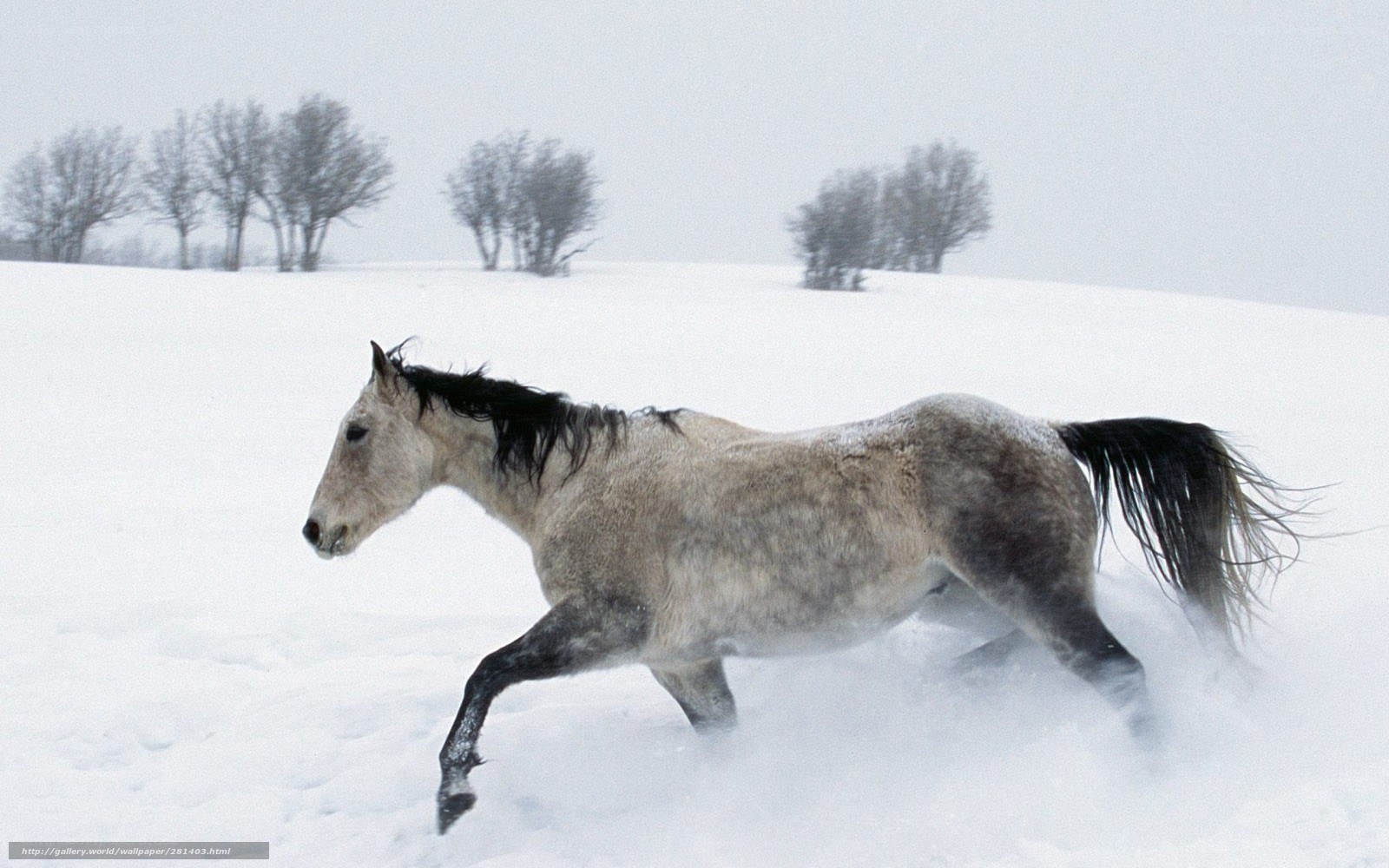 horse running in snowstorm