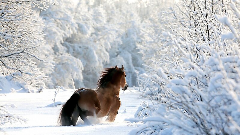 horse running in snowy forest
