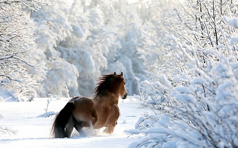 horse running in snowy forest
