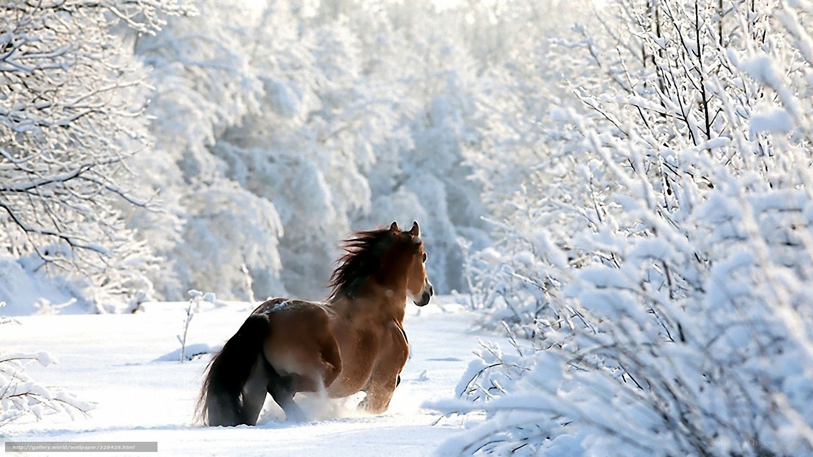 horse running in snowy forest