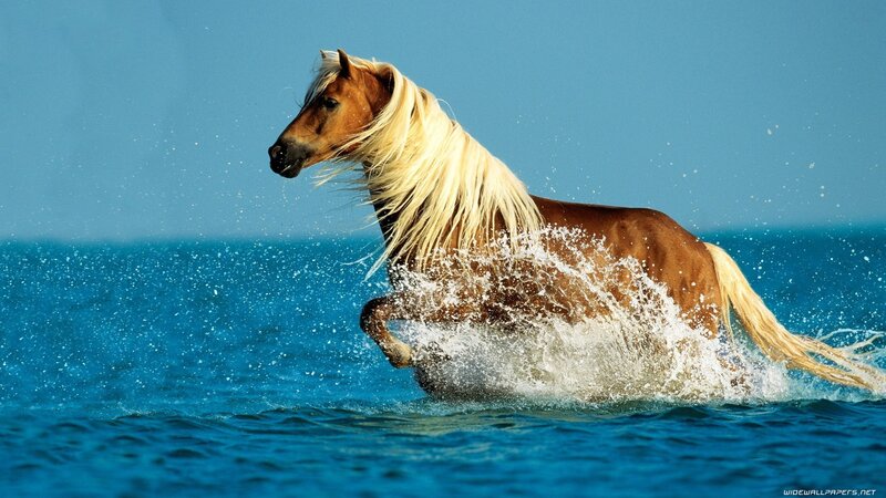 horse running in the ocean