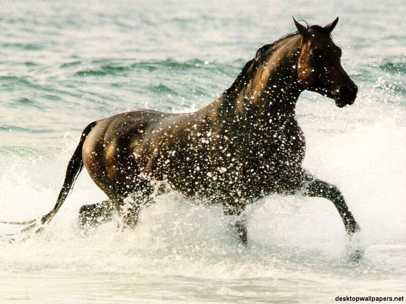 horse running in the ocean