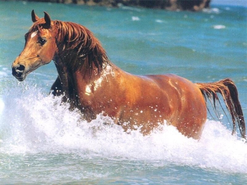 horse running in the water