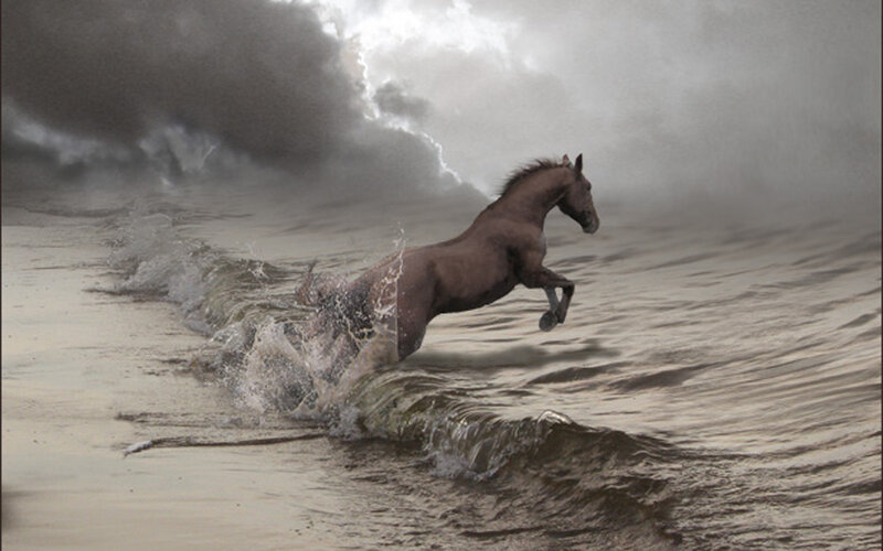 Horse Running in Water — Gray