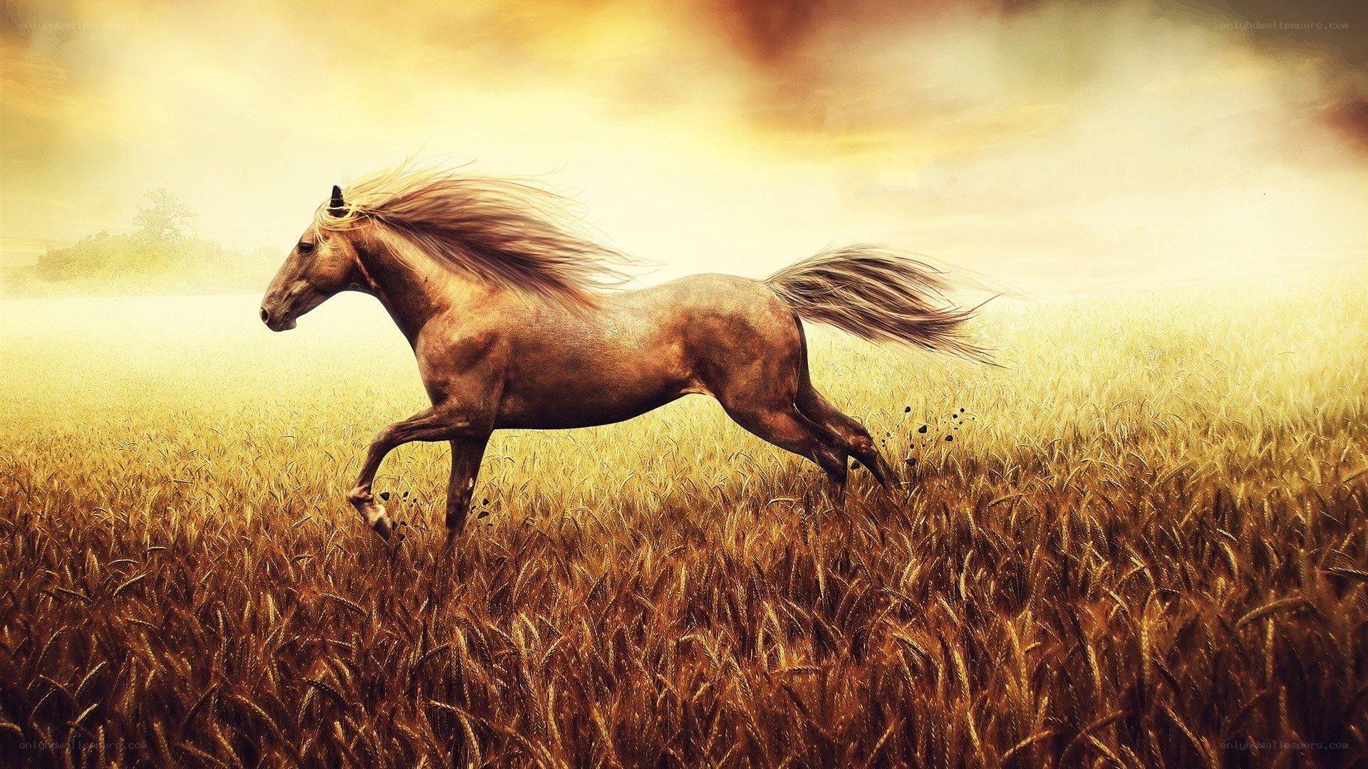 horse running in wheat field