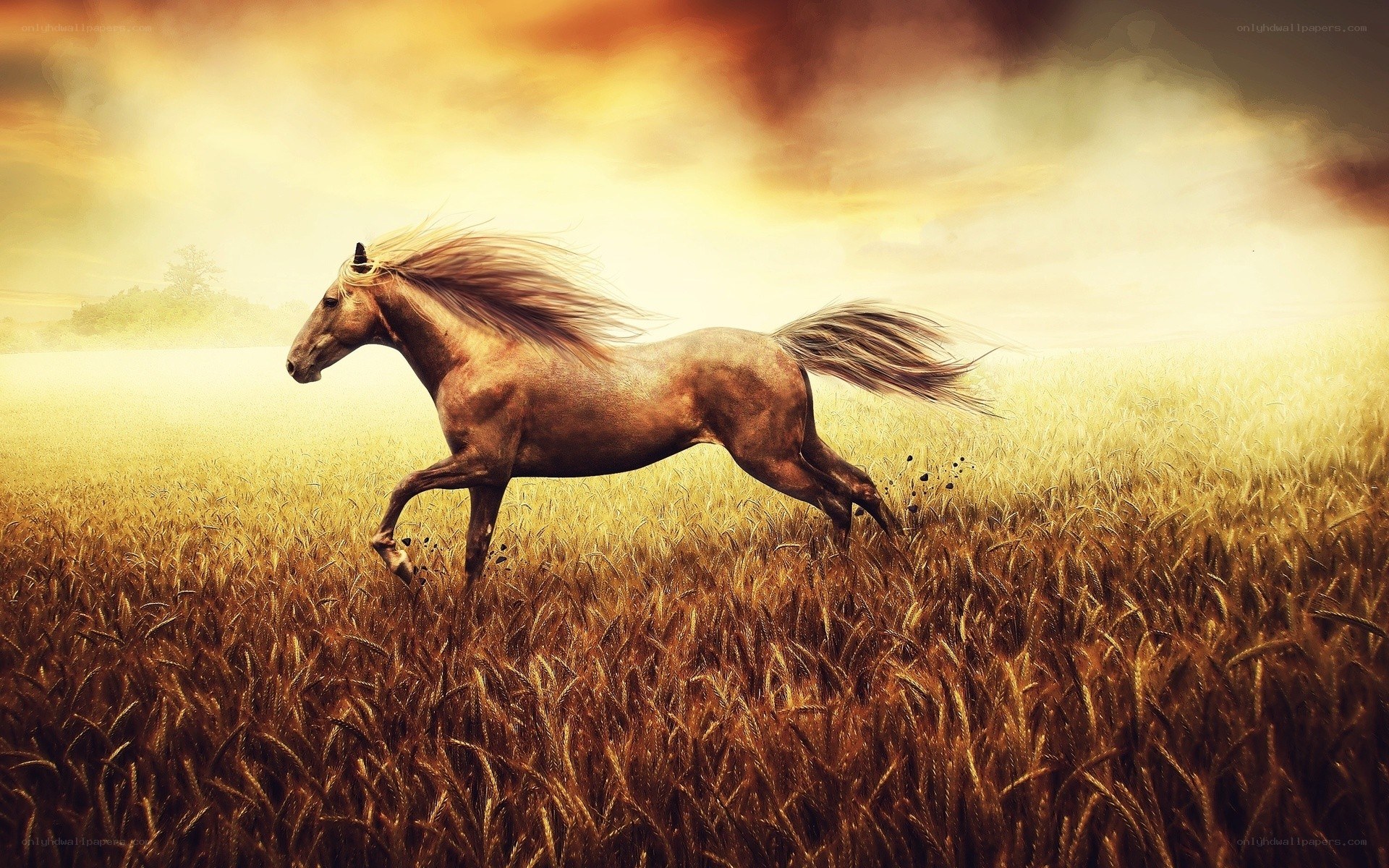 horse running in wheat field
