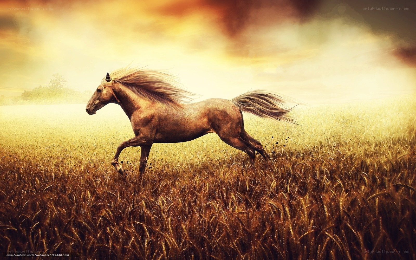 horse running in wheat field