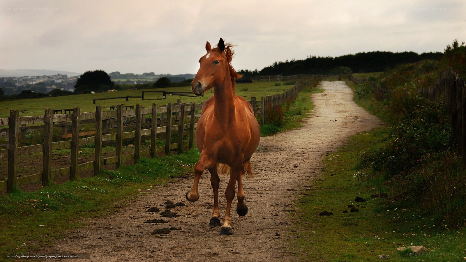 horse running on a country path