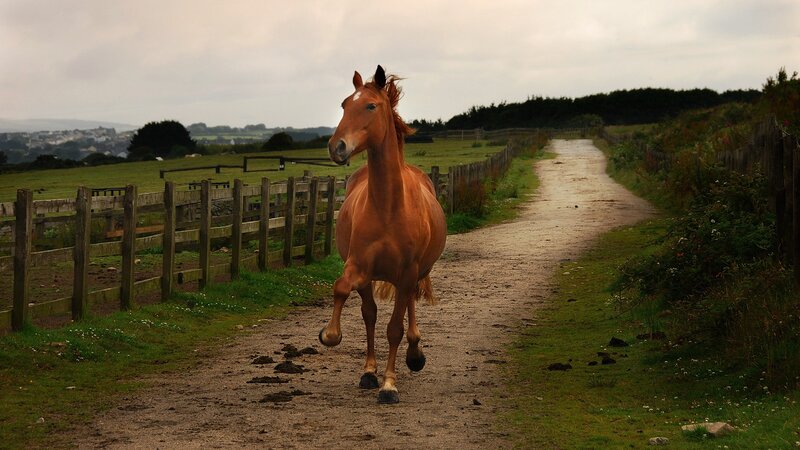 horse running on a dirt path