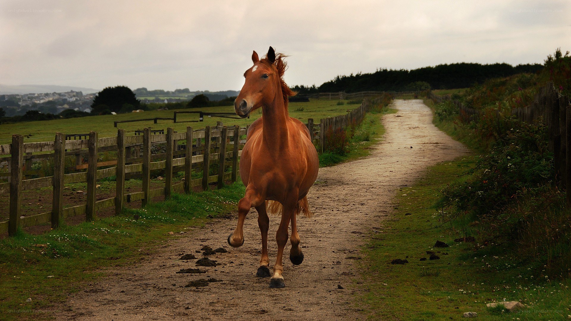 horse running on a dirt path