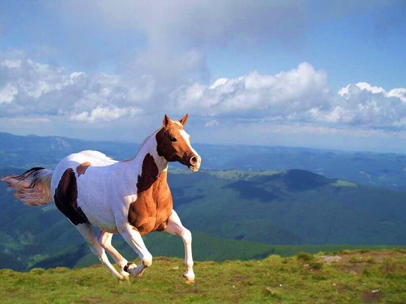 horse running on a mountain