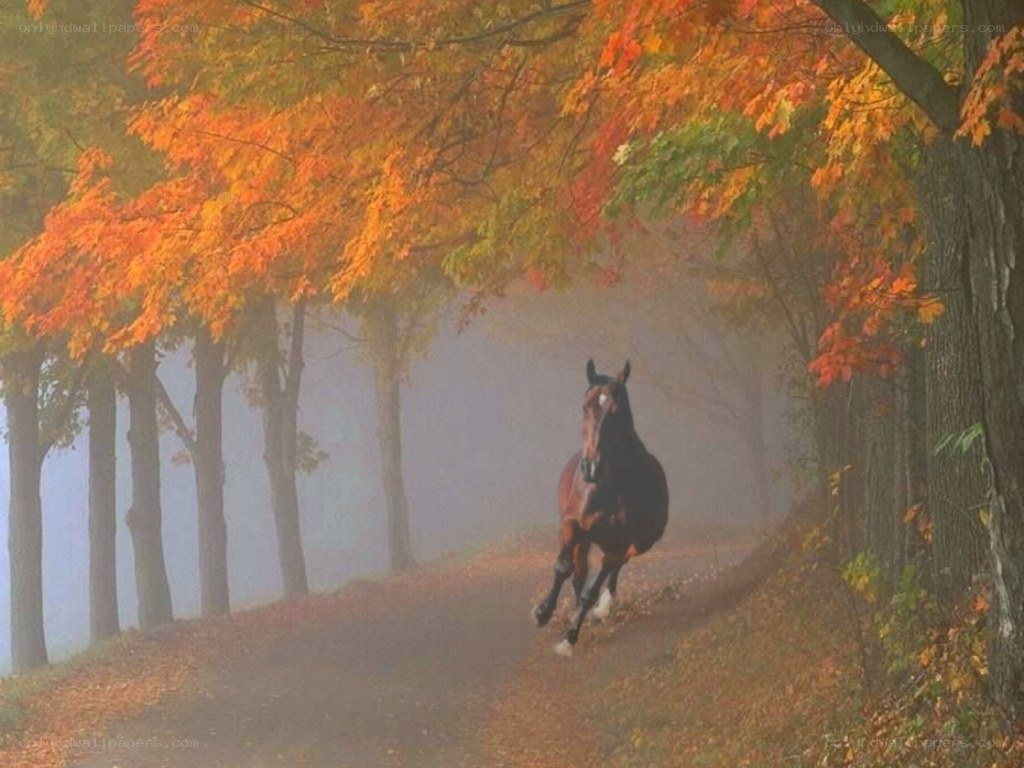 horse running on autumn path