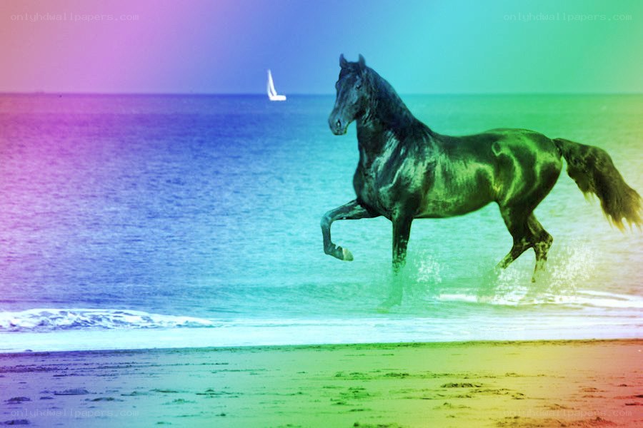horse running on beach