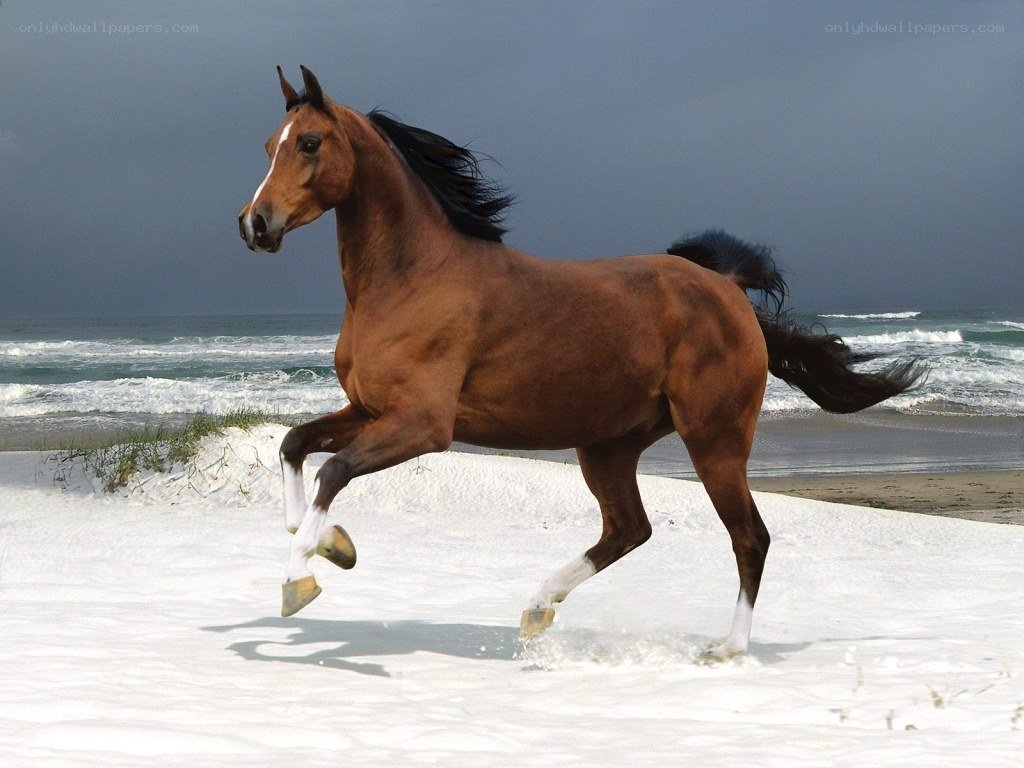 horse running on beach