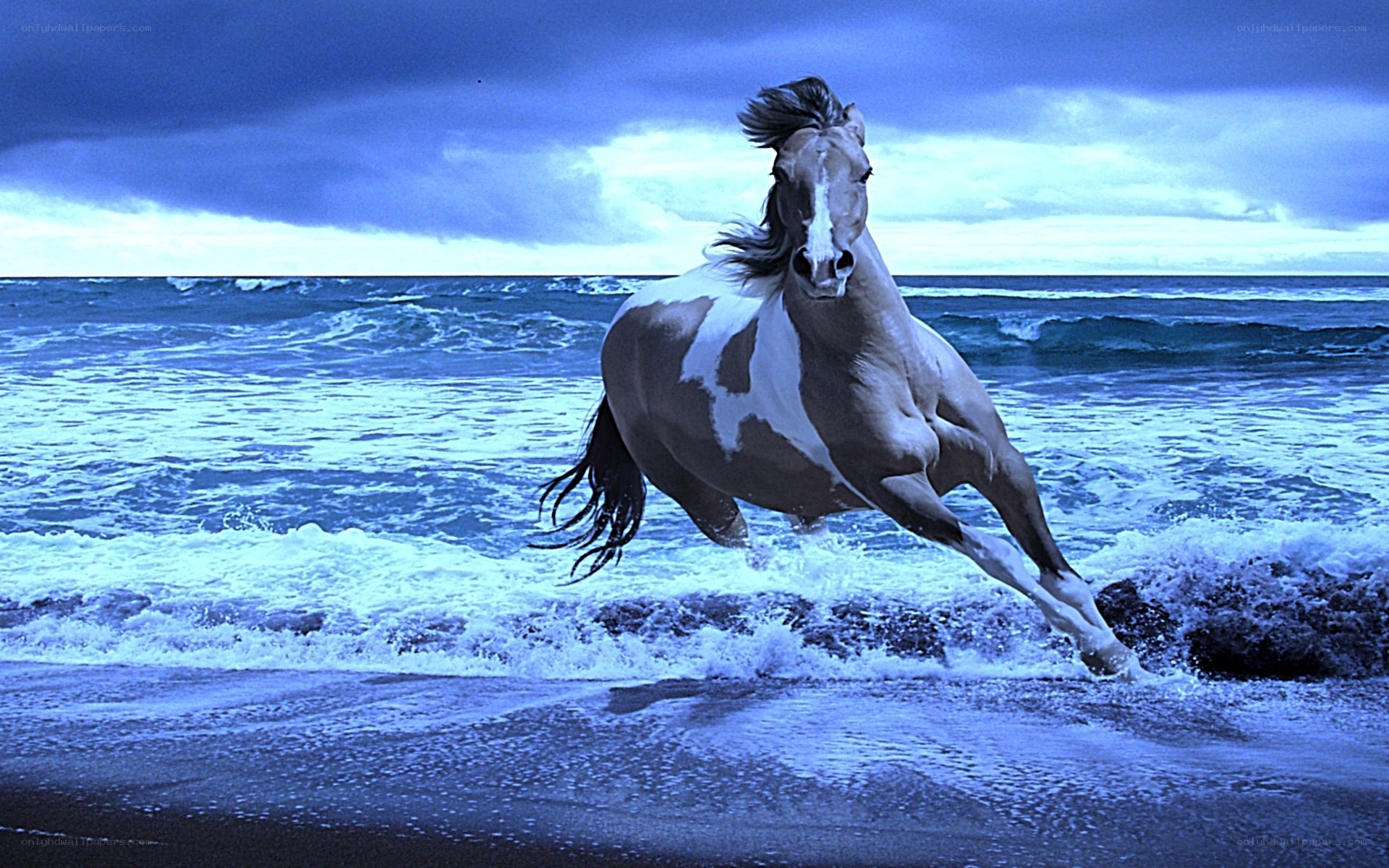 horse running on beach