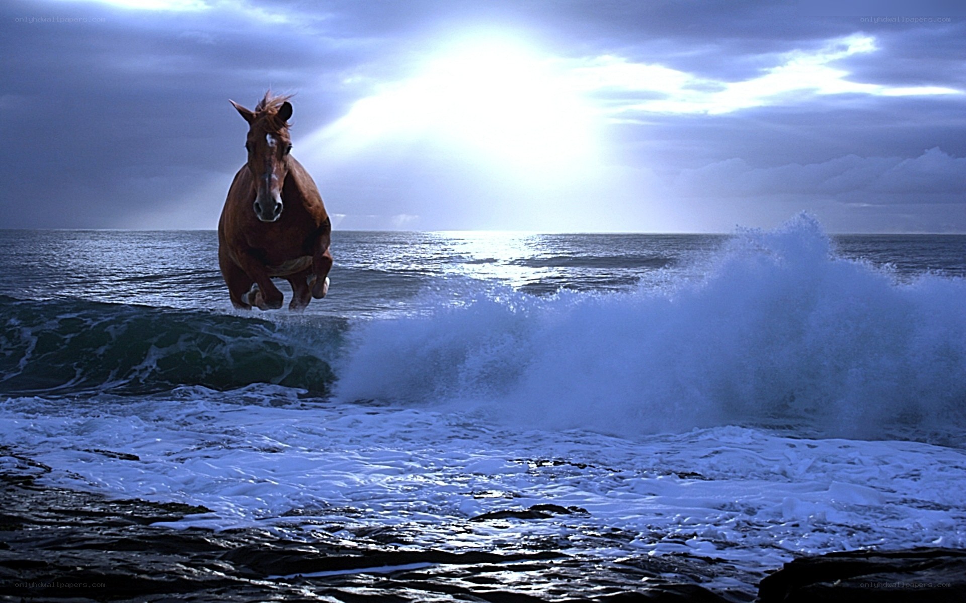 horse running on beach