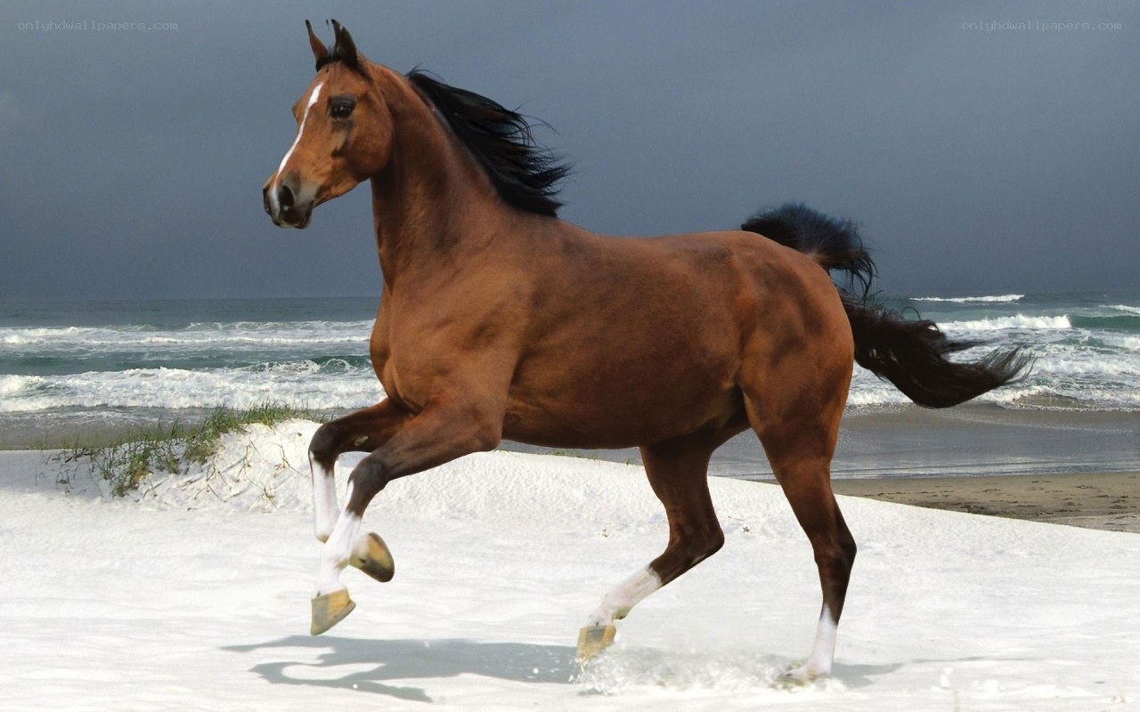 horse running on beach