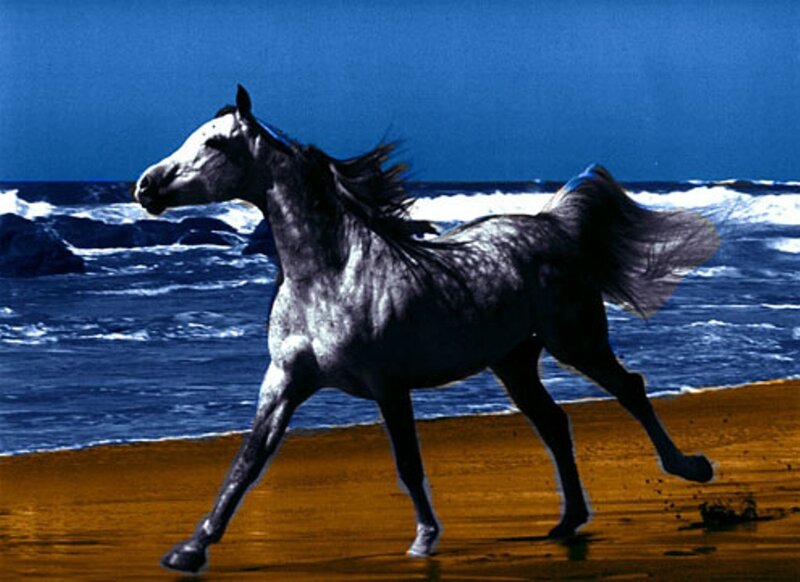 horse running on beach