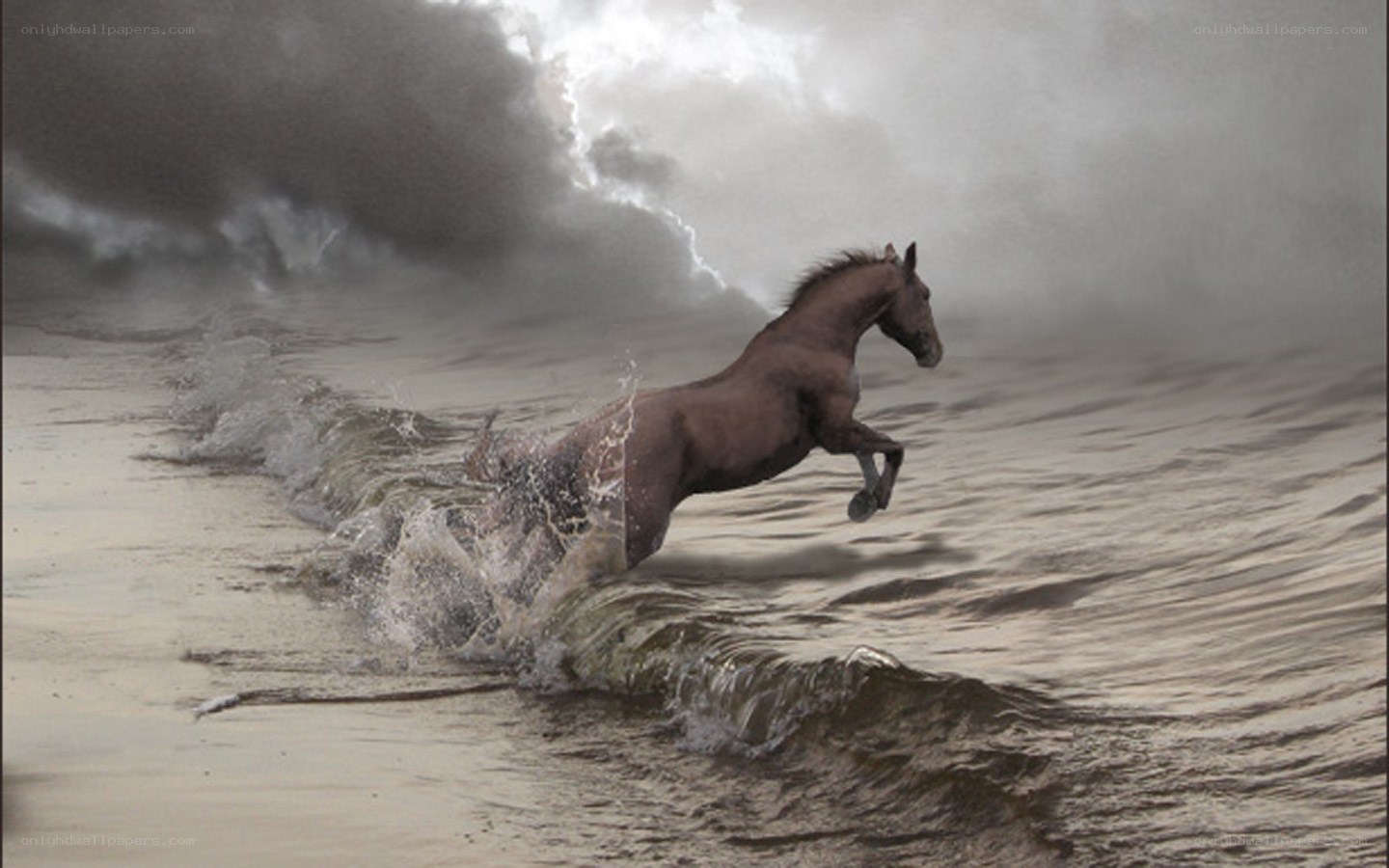 horse running on beach