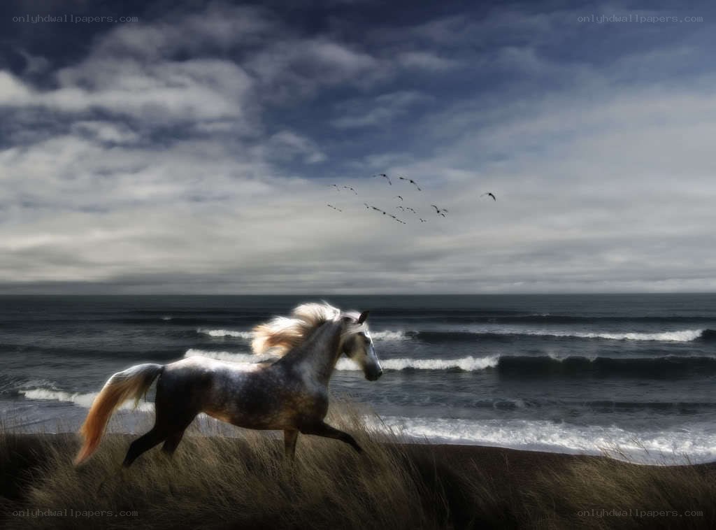 horse running on beach