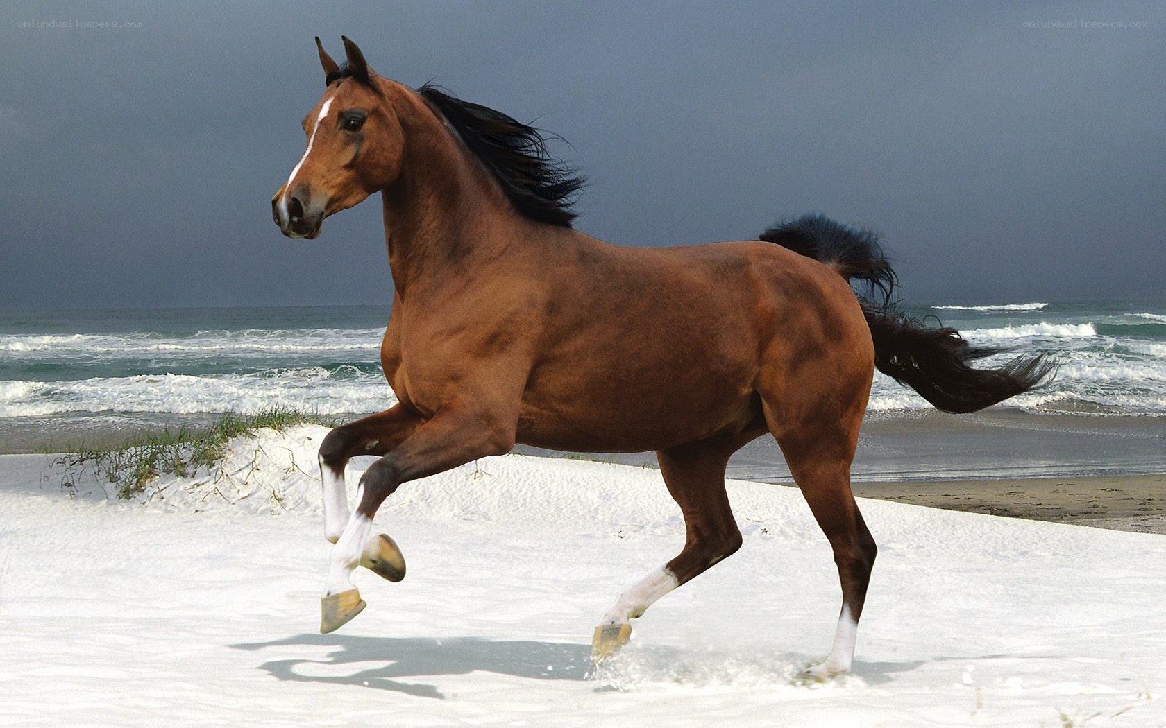 horse running on beach