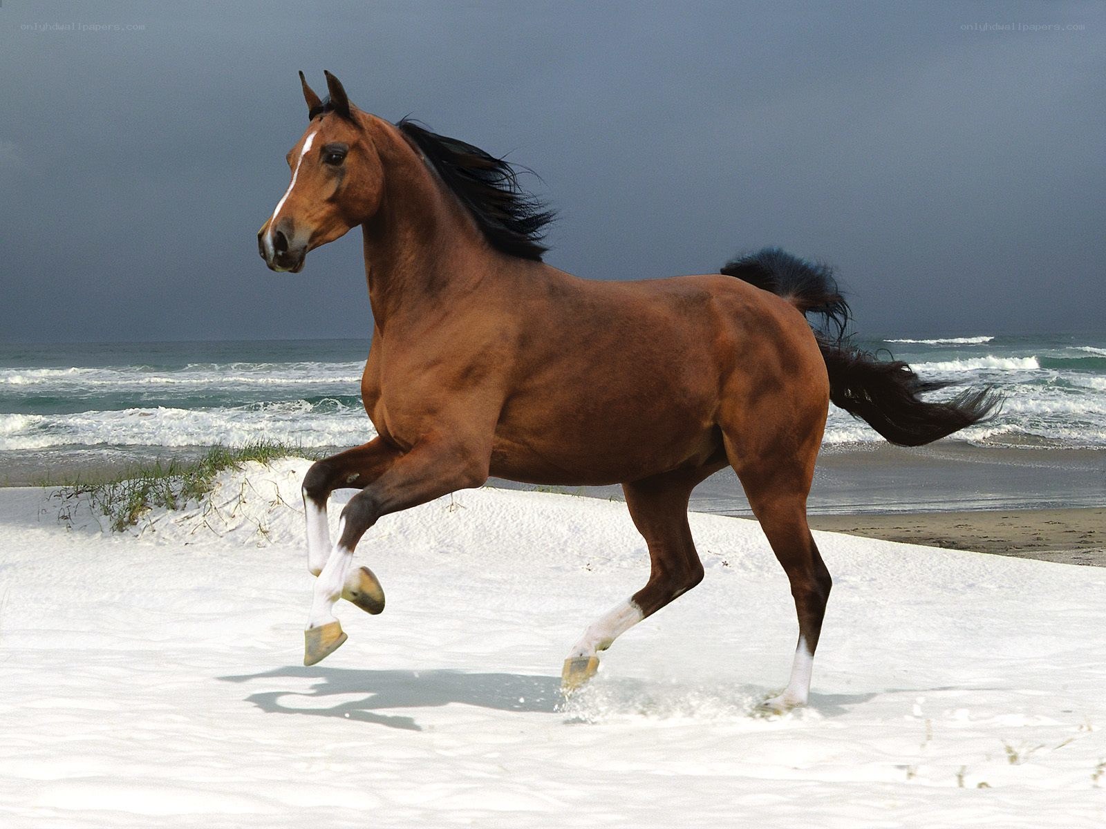 horse running on beach