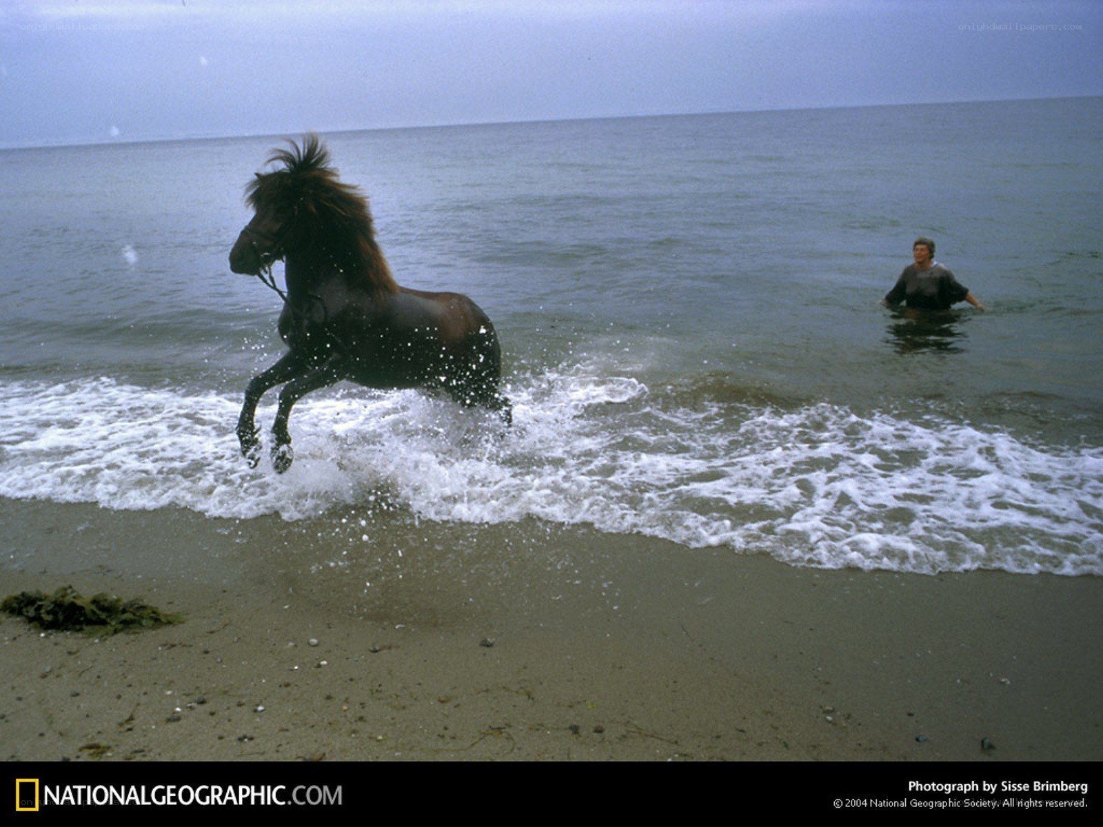 Horse running on beach