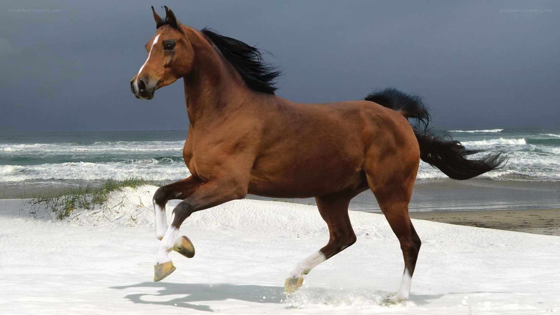 horse running on beach