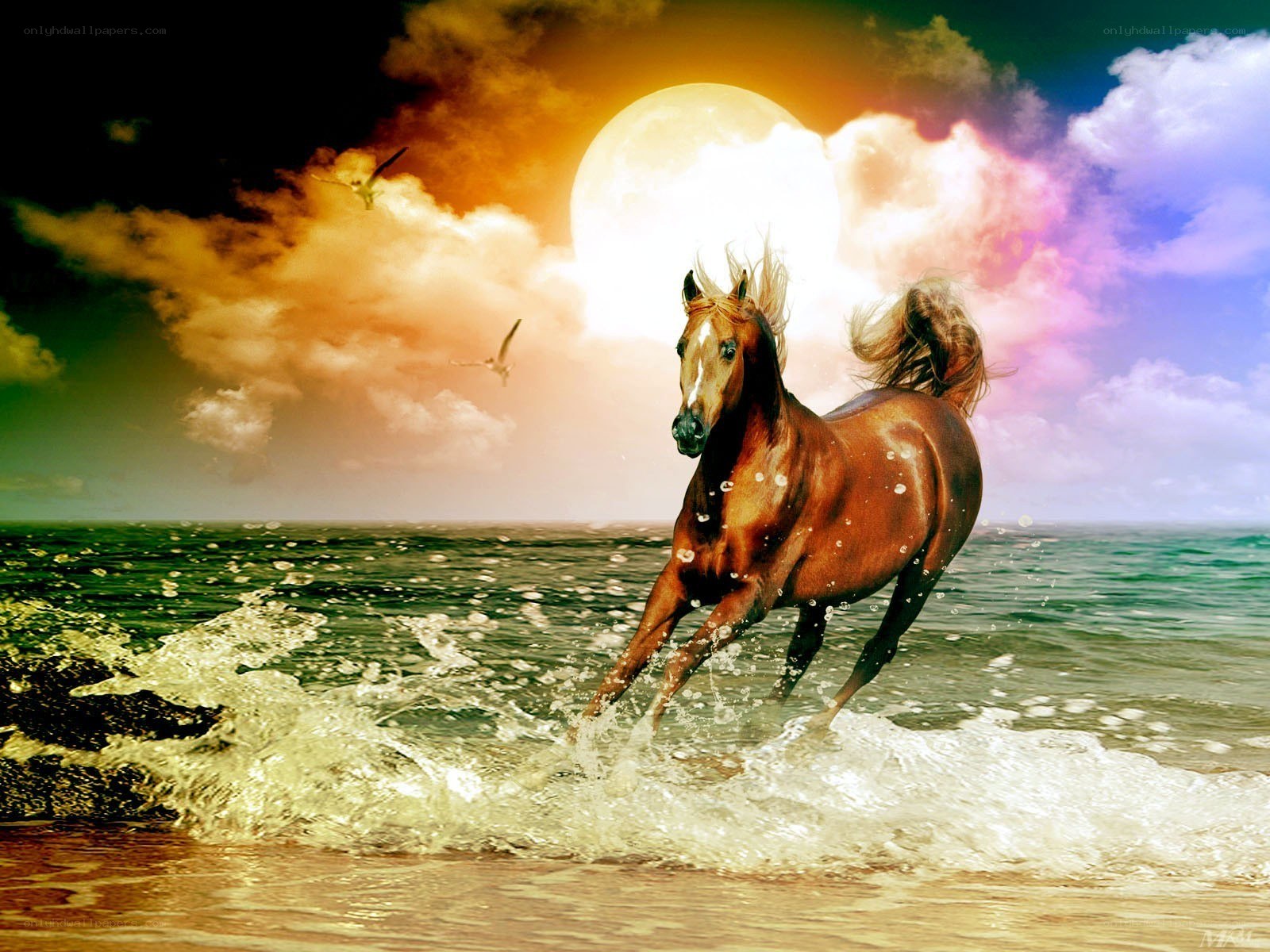 horse running on beach at sunset