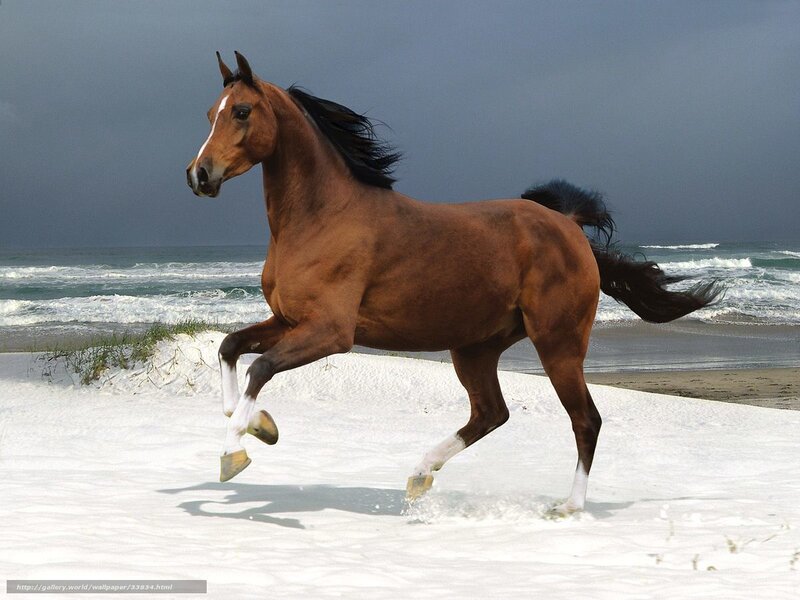 horse running on beach