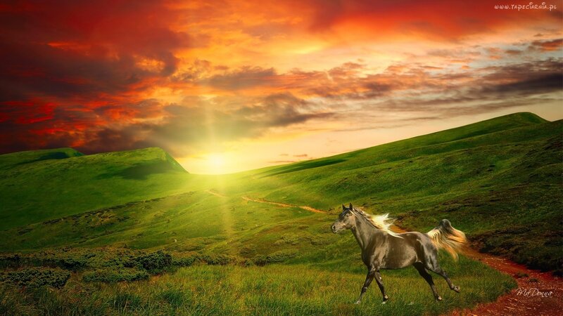 Horse Running on Hill